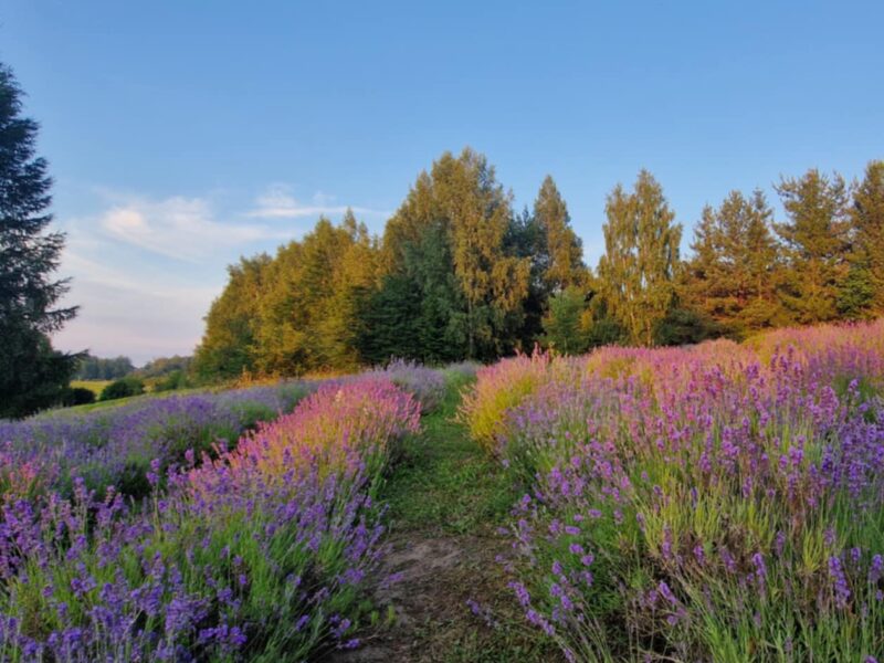 Fundacja Lawendowe Pole